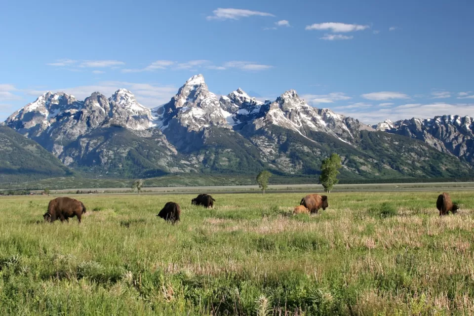 Bison grazing in green meadow with Grand Teton mountains in background.